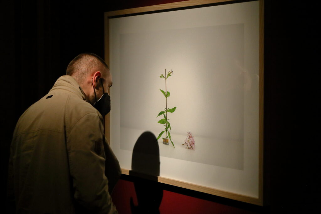 Przestrzeń wystawy, jest dość ciemno, podświetlone zdjęcie w ramie, na zdjęciu roślina, ścianę w tle jest ciemno-czerwona, zdjęcie ogląda osoba w kurtce, maseczce.