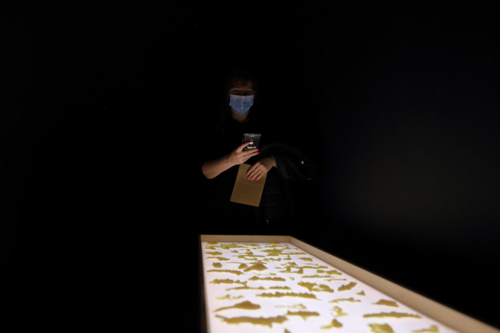 Zaciemniona przestrzeń wystawy, w niej podświetlona gablota, w gablocie żółtawe odciski roślin z wosku pszczelego.  Gablotę fotografuje osoba stojąca za nią.